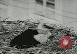 Image of storks Austria, 1957, second 23 stock footage video 65675077122