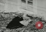 Image of storks Austria, 1957, second 24 stock footage video 65675077122
