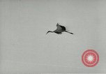 Image of storks Austria, 1957, second 26 stock footage video 65675077122