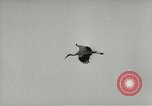Image of storks Austria, 1957, second 27 stock footage video 65675077122