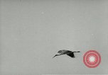 Image of storks Austria, 1957, second 28 stock footage video 65675077122