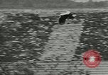 Image of storks Austria, 1957, second 31 stock footage video 65675077122