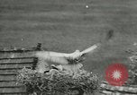 Image of storks Austria, 1957, second 34 stock footage video 65675077122