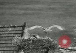 Image of storks Austria, 1957, second 35 stock footage video 65675077122