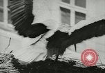 Image of storks Austria, 1957, second 36 stock footage video 65675077122