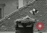 Image of storks Austria, 1957, second 37 stock footage video 65675077122
