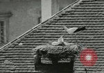 Image of storks Austria, 1957, second 38 stock footage video 65675077122