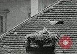 Image of storks Austria, 1957, second 39 stock footage video 65675077122