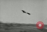 Image of storks Austria, 1957, second 48 stock footage video 65675077122