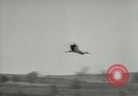 Image of storks Austria, 1957, second 49 stock footage video 65675077122
