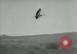 Image of storks Austria, 1957, second 50 stock footage video 65675077122