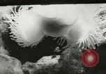Standbild Actinia Österreich, 1957, aus Sekunde 7 historischem Filmmaterial Videoclip 65675077123