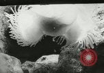 Standbild Actinia Österreich, 1957, aus Sekunde 8 historischem Filmmaterial Videoclip 65675077123