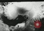 Standbild Actinia Österreich, 1957, aus Sekunde 9 historischem Filmmaterial Videoclip 65675077123