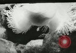 Standbild Actinia Österreich, 1957, aus Sekunde 10 historischem Filmmaterial Videoclip 65675077123