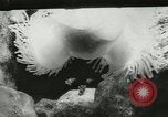 Standbild Actinia Österreich, 1957, aus Sekunde 11 historischem Filmmaterial Videoclip 65675077123