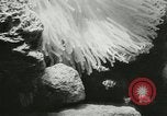 Standbild Actinia Österreich, 1957, aus Sekunde 16 historischem Filmmaterial Videoclip 65675077123
