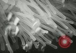 Standbild Actinia Österreich, 1957, aus Sekunde 21 historischem Filmmaterial Videoclip 65675077123