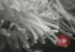 Standbild Actinia Österreich, 1957, aus Sekunde 22 historischem Filmmaterial Videoclip 65675077123