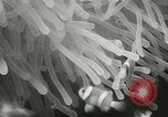 Standbild Actinia Österreich, 1957, aus Sekunde 23 historischem Filmmaterial Videoclip 65675077123