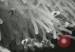 Standbild Actinia Österreich, 1957, aus Sekunde 24 historischem Filmmaterial Videoclip 65675077123