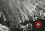 Standbild Actinia Österreich, 1957, aus Sekunde 25 historischem Filmmaterial Videoclip 65675077123