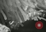 Standbild Actinia Österreich, 1957, aus Sekunde 26 historischem Filmmaterial Videoclip 65675077123