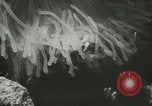 Standbild Actinia Österreich, 1957, aus Sekunde 28 historischem Filmmaterial Videoclip 65675077123