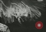Standbild Actinia Österreich, 1957, aus Sekunde 29 historischem Filmmaterial Videoclip 65675077123
