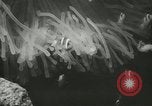 Standbild Actinia Österreich, 1957, aus Sekunde 31 historischem Filmmaterial Videoclip 65675077123