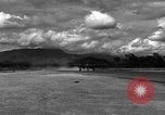 Image of 8th Photographic Reconnaissance Squadron Australia, 1943, second 4 stock footage video 65675077234