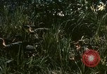 Standbild UH-1 Iroquois Hubschrauber United States USA, 1970, aus Sekunde 12 historischem Filmmaterial Videoclip 65675077310