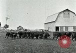 Image of cowboys with cattle herd  United States USA, 1921, second 6 stock footage video 65675077361