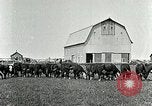 Image of cowboys with cattle herd  United States USA, 1921, second 8 stock footage video 65675077361