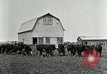 Image of cowboys with cattle herd  United States USA, 1921, second 11 stock footage video 65675077361