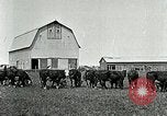 Image of cowboys with cattle herd  United States USA, 1921, second 12 stock footage video 65675077361