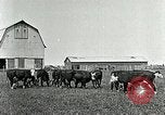 Image of cowboys with cattle herd  United States USA, 1921, second 14 stock footage video 65675077361