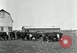 Image of cowboys with cattle herd  United States USA, 1921, second 15 stock footage video 65675077361