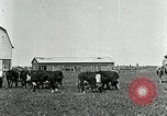Image of cowboys with cattle herd  United States USA, 1921, second 16 stock footage video 65675077361