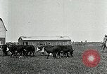 Image of cowboys with cattle herd  United States USA, 1921, second 17 stock footage video 65675077361