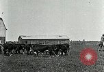 Image of cowboys with cattle herd  United States USA, 1921, second 18 stock footage video 65675077361