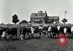 Image of cowboys with cattle herd  United States USA, 1921, second 26 stock footage video 65675077361