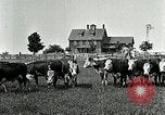 Image of cowboys with cattle herd  United States USA, 1921, second 27 stock footage video 65675077361