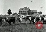 Image of cowboys with cattle herd  United States USA, 1921, second 28 stock footage video 65675077361