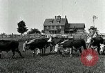Image of cowboys with cattle herd  United States USA, 1921, second 29 stock footage video 65675077361