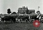 Image of cowboys with cattle herd  United States USA, 1921, second 30 stock footage video 65675077361