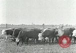 Image of cowboys with cattle herd  United States USA, 1921, second 31 stock footage video 65675077361