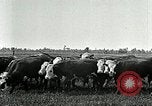 Image of cowboys with cattle herd  United States USA, 1921, second 32 stock footage video 65675077361