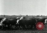 Image of cowboys with cattle herd  United States USA, 1921, second 33 stock footage video 65675077361
