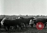 Image of cowboys with cattle herd  United States USA, 1921, second 34 stock footage video 65675077361